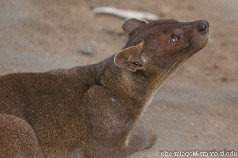 fossa eye